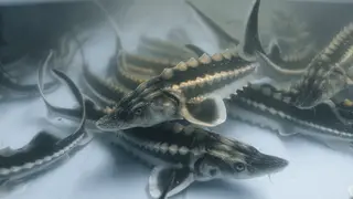 Waxdick - Fische im Aufzuchtbecken