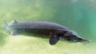 Fisch Hausen Großaufnahme
