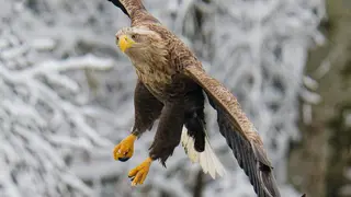 Seeadler von vorne, winterlicher Hintergrund