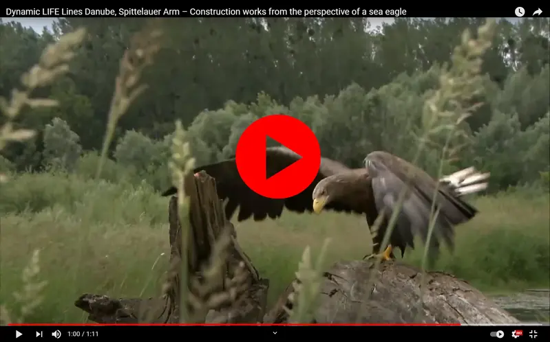 Preview for the Sea-Eagle-Video from Spittelauer Arm