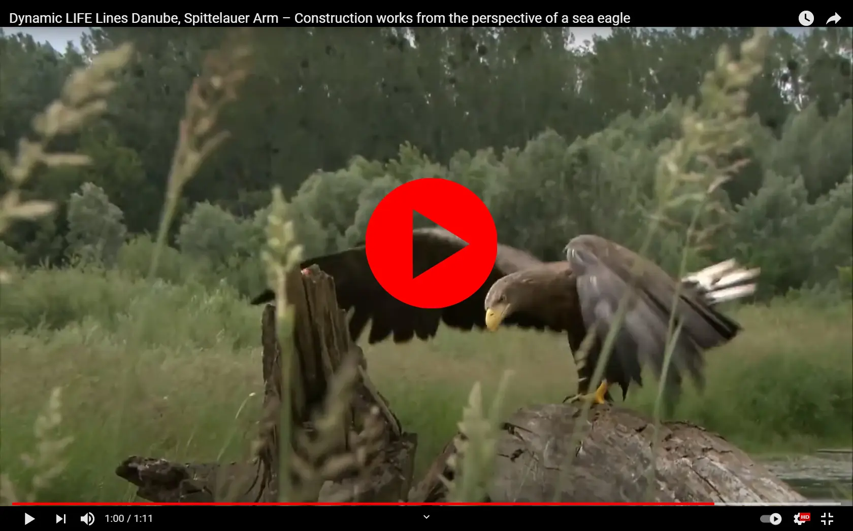 Seeadler Video vom Spittelauer Arm