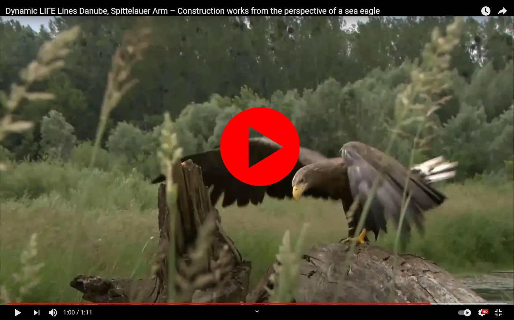 Sea Eagle Video from Spittelauer Arm