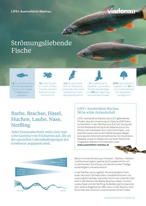 Erste Seite Flyer zu Strömungsfischen
