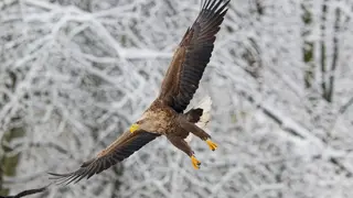 Seeadler Totale, winterlicher Hintergrund