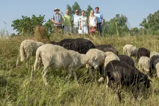 Menschengruppe im Hintergrund beobachtet Schafherde im Vordergrund beim Grasen