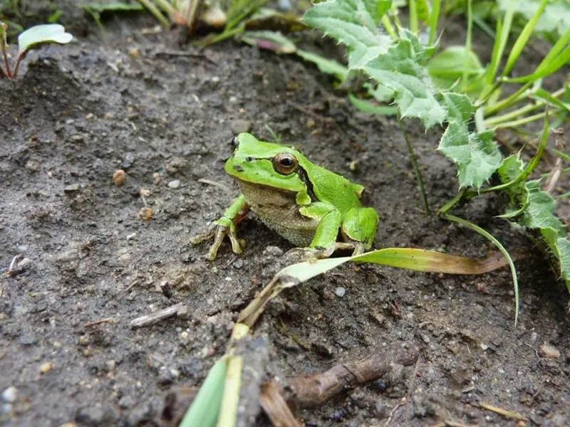 Frosch.jpg