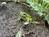 Ein Bild von einem Frosch