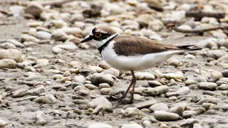 [Translate to English:] Flussregenpfeifer auf Steinufer
