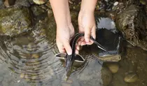 Fisch in Händen