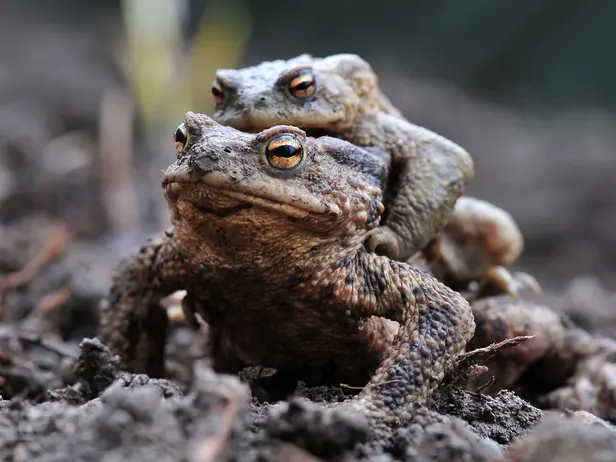 Mating toads