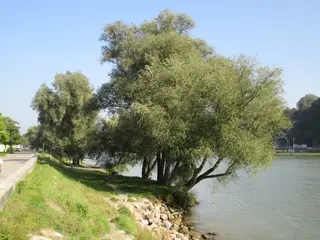Baum direkt am Donauufer