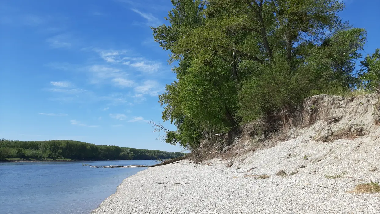 The riprap at the end of Schwalbenisel was removed down to low water level, a shallow gravel bank is forming naturally. ©viadonau/USC