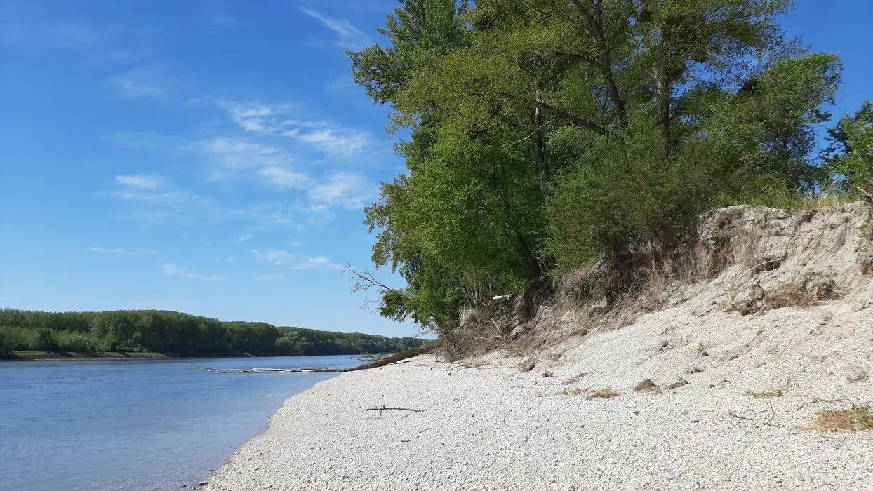 Der Blockwurf am Ende der Schwalbenisel ist bis zum Niederwasser entfernt, ein flaches Kiesufer bildet sich eigendynamisch aus