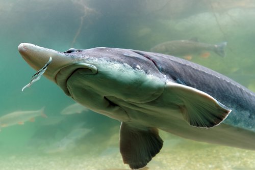 Störe – Ökologie und Schutz der einstigen „Könige der Donau“ - viadonau