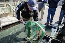 Die Fischwanderhilfe wurde für die Donauleitfischart Wels konzipiert