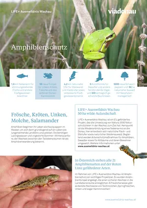 Erste Seite Flyer zu Amphibien im Projektgebiet