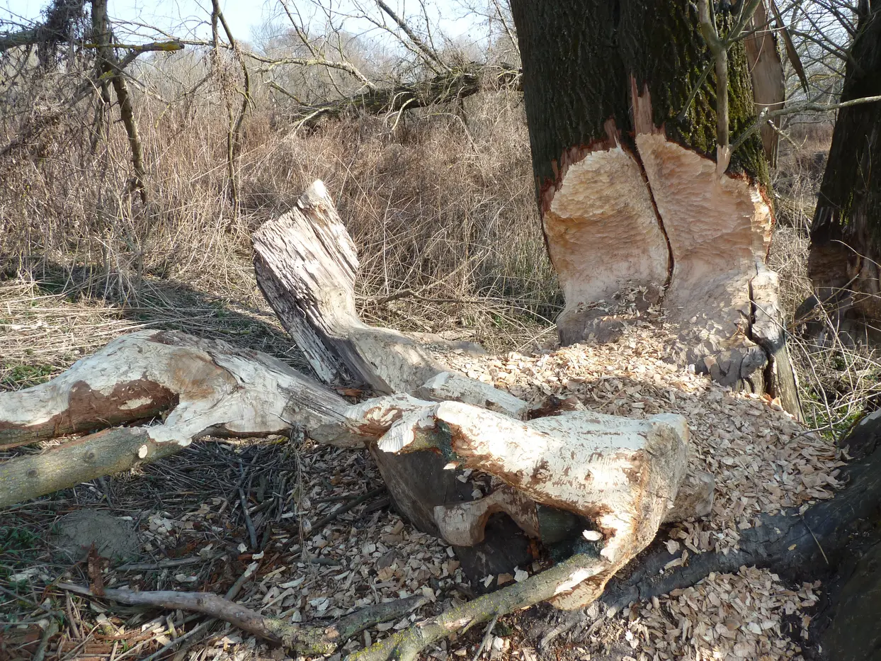 beaver bite marks