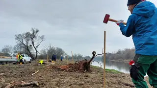 Baumpflanzung im Uferbereich der March, Mann schlägt Holz in die Erde