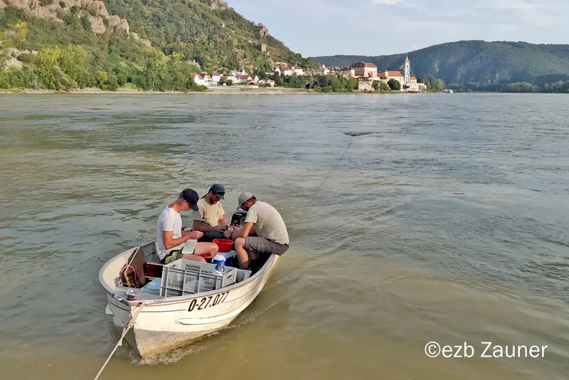 bearb_DJI_20240828174019_0060_D_Langleinen_Dürnstein.jpg